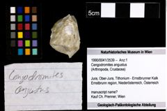 Foto (Objekt + Etiketten) von Cengodromites angustus 